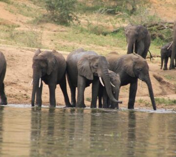 Fly In Safari Murchison Falls: The Ultimate Luxury Uganda