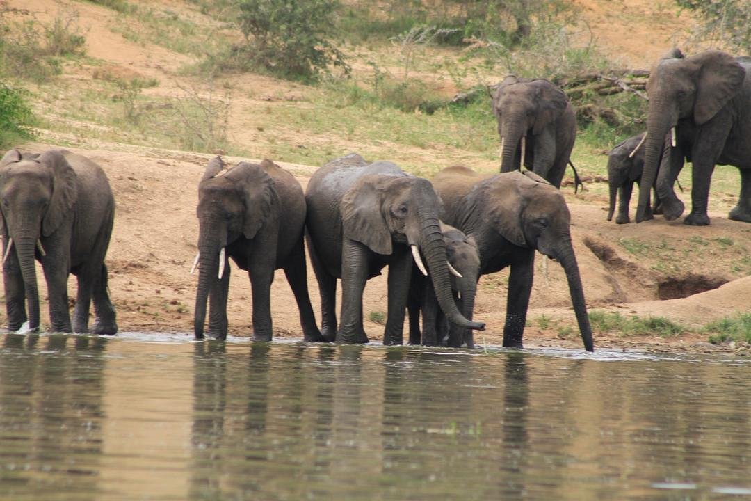Last Minute Murchison Falls Safari: The Ultimate Guide Fly In Safari Murchison Falls: The Ultimate Luxury Uganda