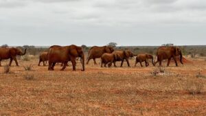 Why Amboseli Is Kenya Best Safari Park for Elephant Lovers