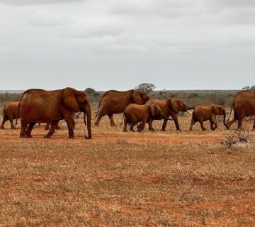 The Ultimate Amboseli Safari Itinerary: Best 2 Day, 3 Day