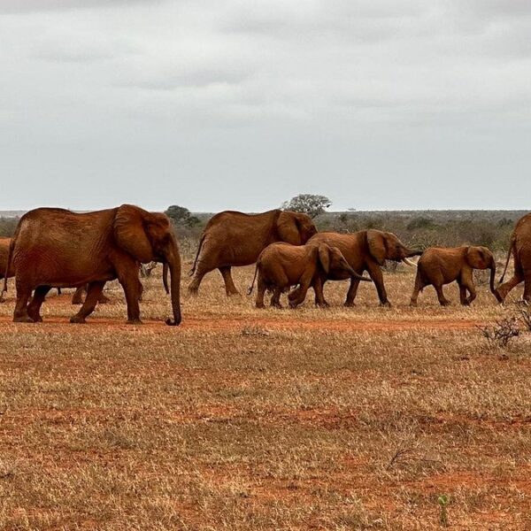 Best Time to Visit Amboseli for Stunning Kilimanjaro Views: