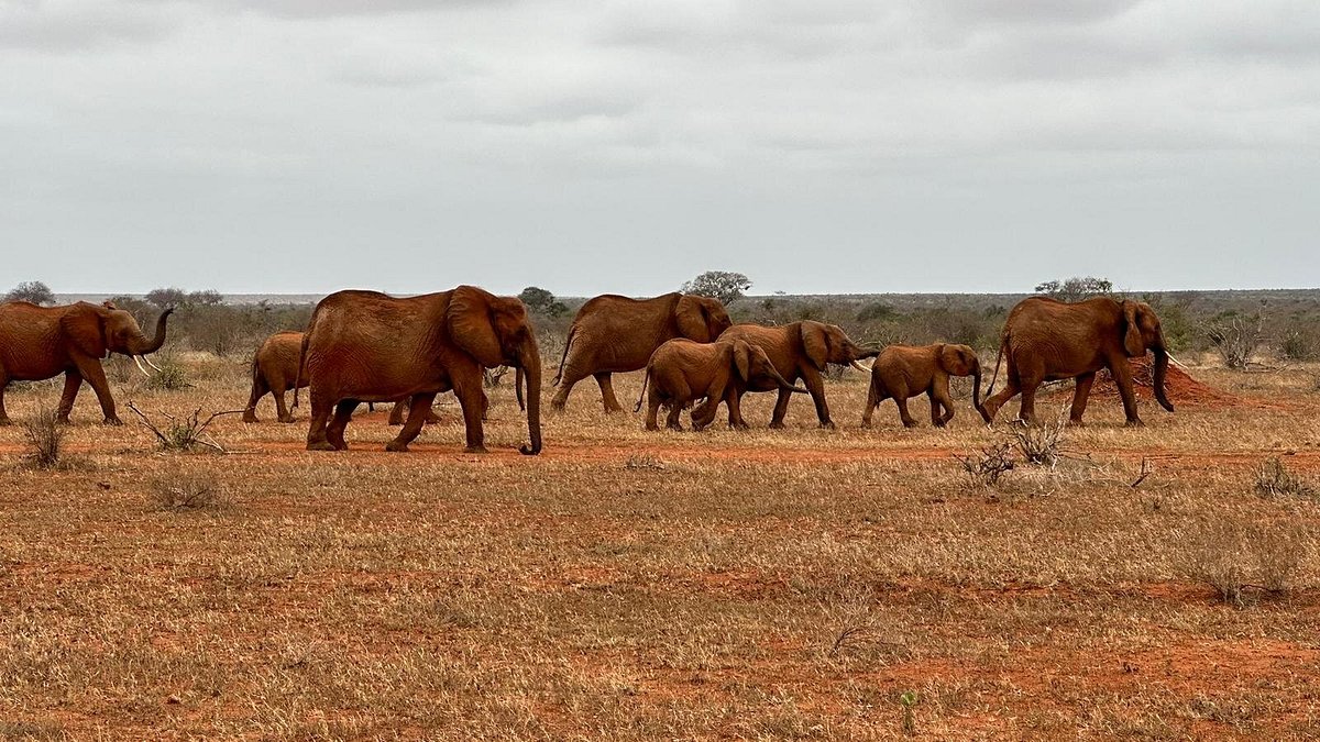 The Ultimate Amboseli Safari Itinerary: Best 2-Day Best Time to Visit Amboseli for Stunning Kilimanjaro Views: