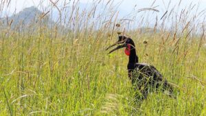 Luxury Kidepo Safari Lodge Packages: The Complete 2026 Luxury Kidepo Safari Lodge Packages: The Complete 2026
