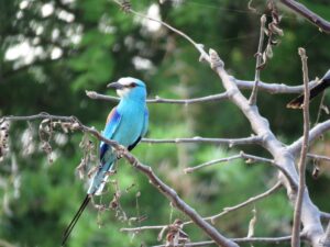 Kidepo Valley National Park Safari Packages: The Ultimate Kidepo Valley National Park Safari Packages: The Ultimate