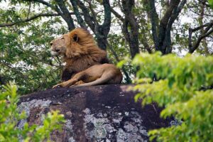 Luxury Kidepo Safari Lodge Packages: The Complete 2026 Luxury Kidepo Safari Lodge Packages: The Complete 2026