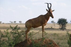 Kidepo Valley National Park Safari Packages: The Ultimate Kidepo Valley National Park Safari Packages: The Ultimate