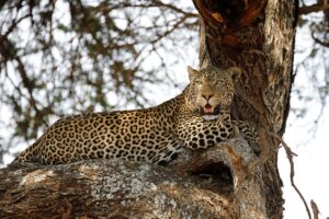 Where to See Tree Climbing Lions in Tanzania: The Ultimate Where to See Tree Climbing Lions in Tanzania: The Ultimate