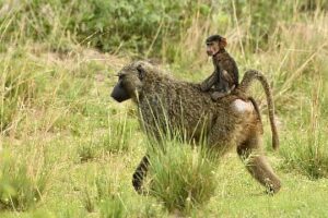 Murchison Falls Honeymoon Safari: The Ultimate Romantic Murchison Falls Honeymoon Safari: The Ultimate Romantic