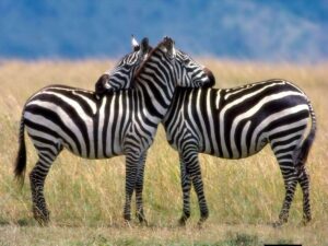 Tanzania Safari & Zanzibar Package Cost: Complete 2026