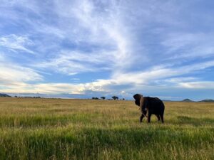 10 Day Serengeti and Zanzibar Itinerary: The Perfect 10 Day Serengeti and Zanzibar Itinerary: The Perfect