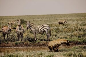 10 Day Serengeti and Zanzibar Itinerary: The Perfect 10 Day Serengeti and Zanzibar Itinerary: The Perfect