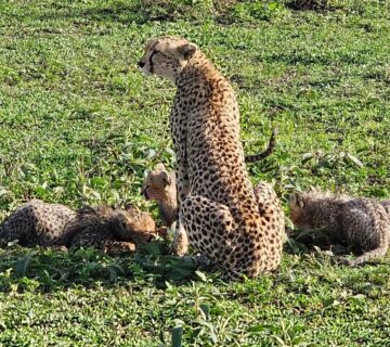 Best Safari for Couples in Africa: Romantic Luxury,