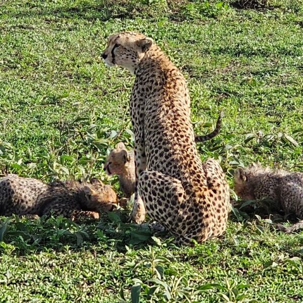 Kenya Wildlife Safari: Masai Mara & Kenya Game Best Safari for Couples in Africa: Romantic Luxury,