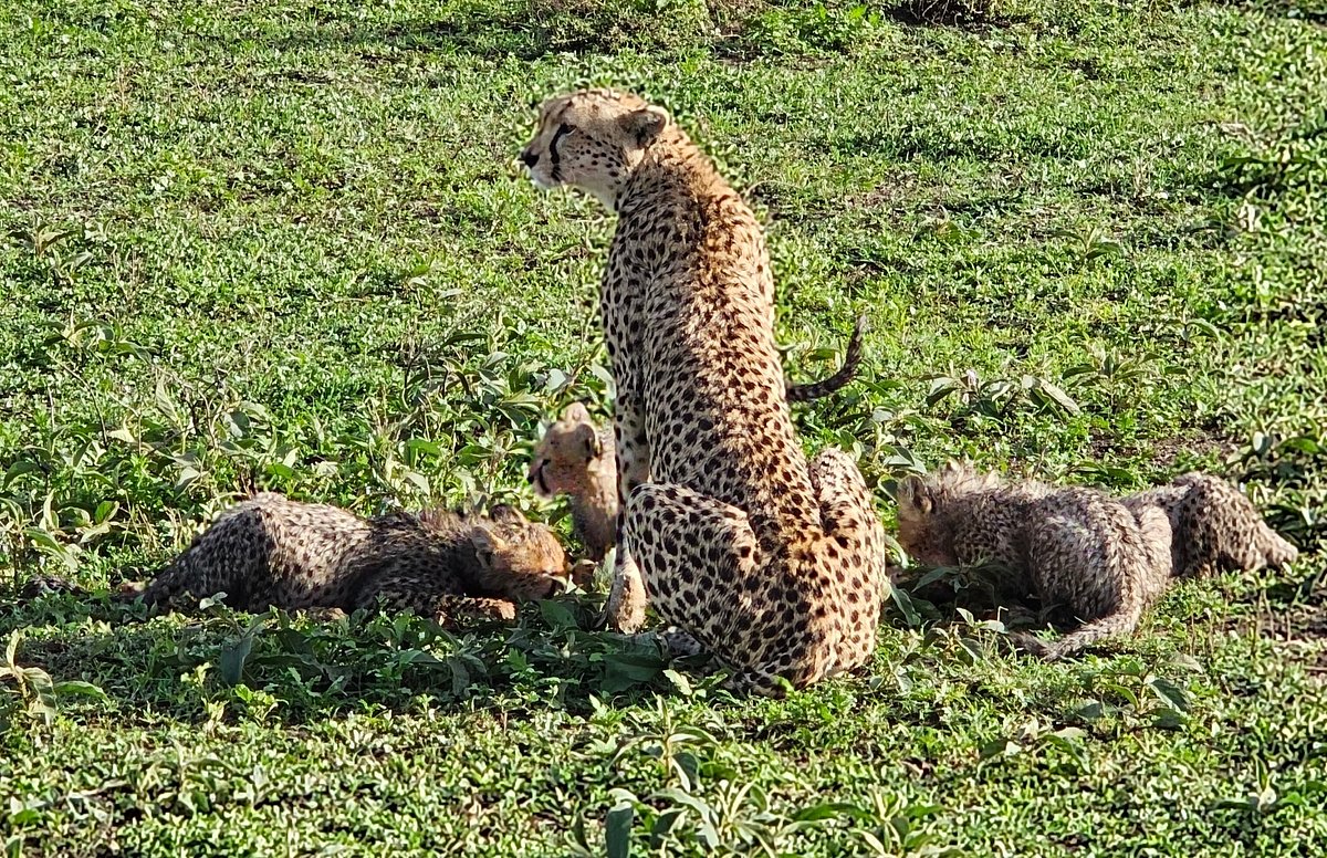 Best Safari for Couples in Africa: Romantic Luxury,