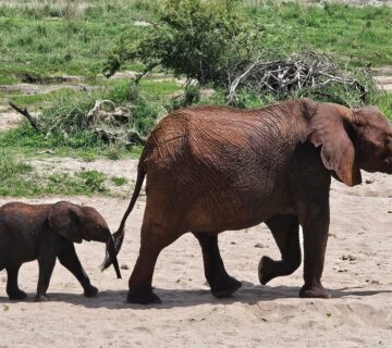 All Inclusive Safari and Zanzibar Holiday: The Ultimate