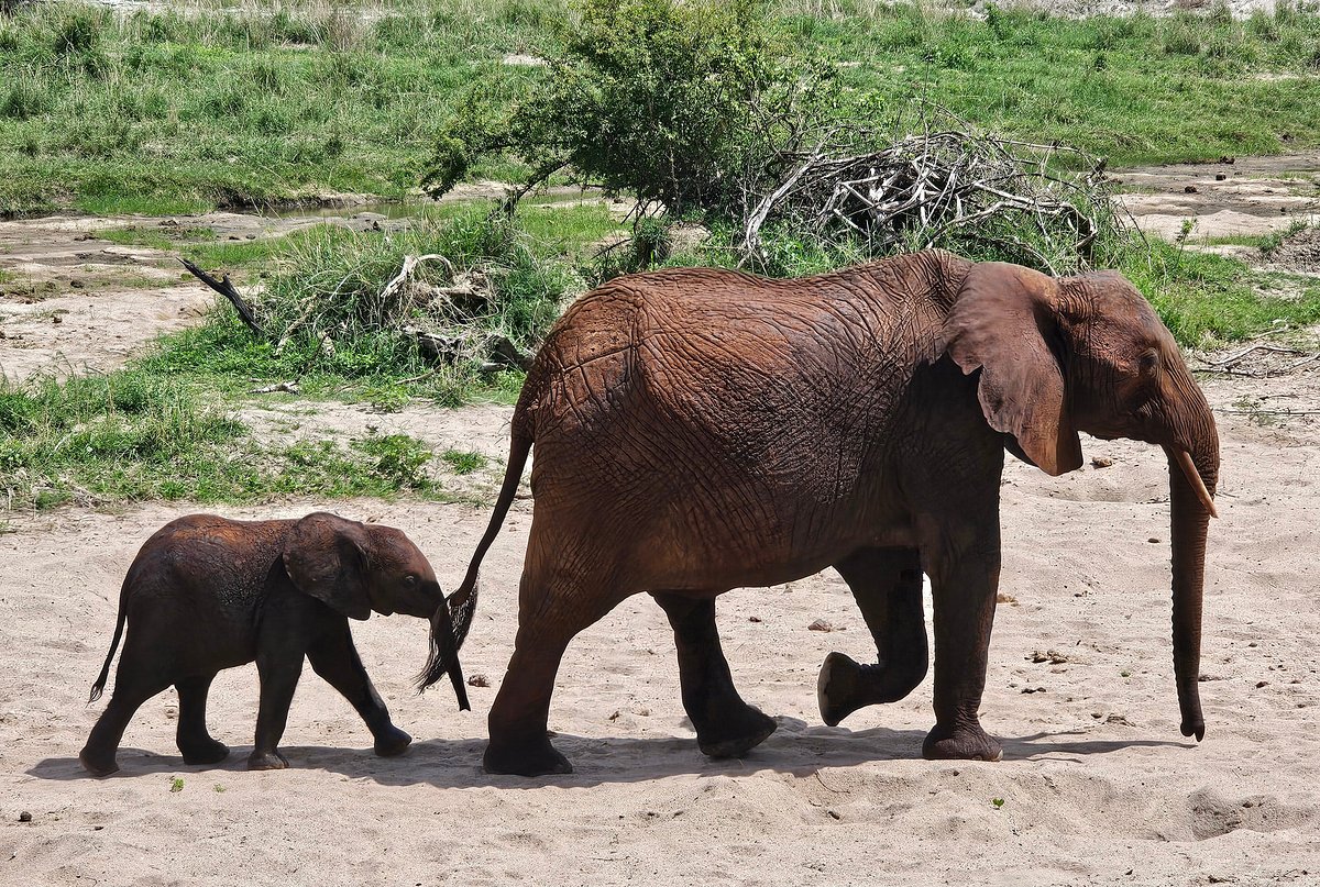 All Inclusive Safari and Zanzibar Holiday: The Ultimate All Inclusive Safari and Zanzibar Holiday: The Ultimate