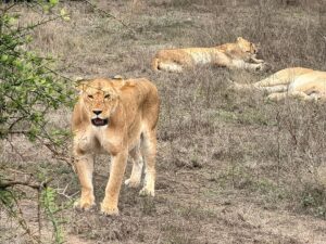 Family Safari & Zanzibar Package: The Ultimate Tanzania Family Safari & Zanzibar Package: The Ultimate Tanzania