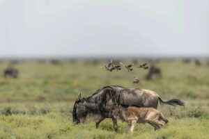 Family Safari & Zanzibar Package: The Ultimate Tanzania Family Safari & Zanzibar Package: The Ultimate Tanzania