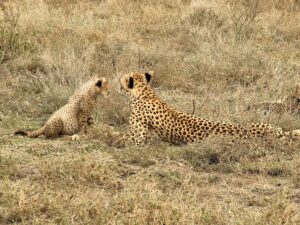 Best Safari and Zanzibar Package for Couples: Best Safari and Zanzibar Package for Couples: