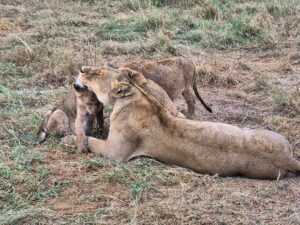 Best Safari for Couples in Africa: Romantic Luxury Best Safari for Couples in Africa: Romantic Luxury,