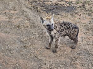 Best Safari and Zanzibar Package for Couples: Best Safari and Zanzibar Package for Couples: