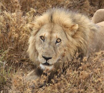 Fly In Safari &Zanzibar Package: The Ultimate Luxury