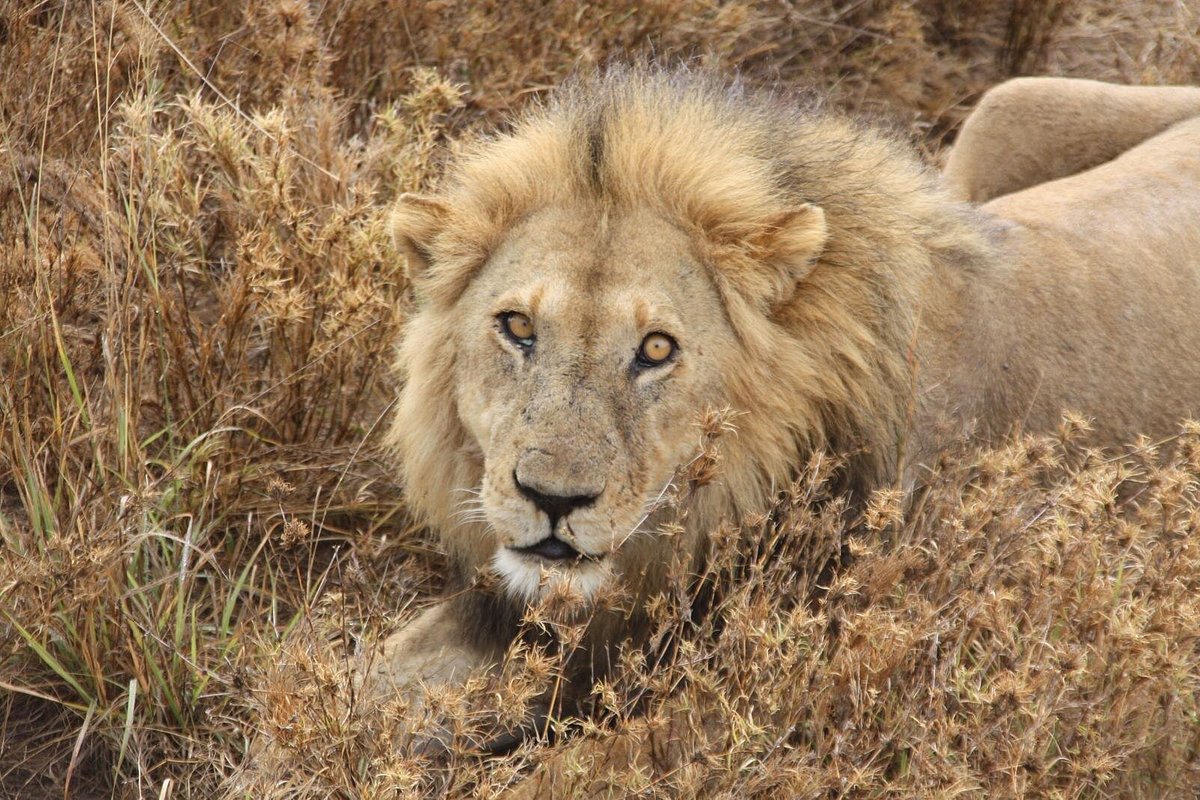 Fly-In Safari &Zanzibar Package: The Ultimate Luxury Fly In Safari &Zanzibar Package: The Ultimate Luxury