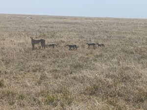 Serengeti Safari and Zanzibar Holiday: The Ultimate