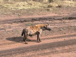 Serengeti Safari and Zanzibar Holiday: The Ultimate