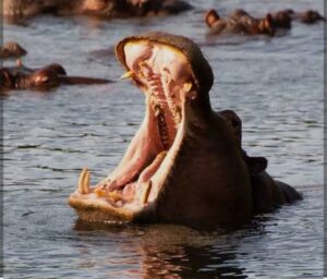 Private Safari Mombasa: The Ultimate Guide to Exclusive Private Safari Mombasa: The Ultimate Guide to Exclusive Kenya