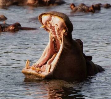 Masai Mara Conservancy Safari: Why Private Conservancies