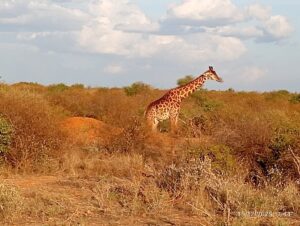 Private Safari Mombasa: The Ultimate Guide to Exclusive Private Safari Mombasa: The Ultimate Guide to Exclusive Kenya