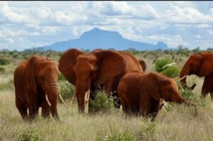 Mombasa Safari Packages: The Ultimate Guide to Kenya Mombasa Safari Packages: The Ultimate Guide to Kenya