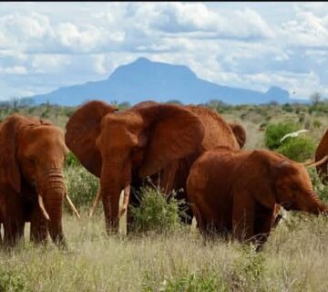 Plan a 10 Day Luxury East African Safari: The Ultimate High