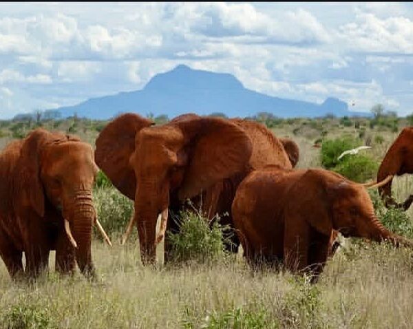 Plan a 10-Day Luxury East African Safari: The Ultimate High Plan a 10 Day Luxury East African Safari: The Ultimate High
