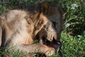 Mombasa Safari Packages: The Ultimate Guide to Kenya Mombasa Safari Packages: The Ultimate Guide to Kenya