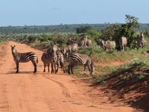 Mombasa Safari Packages: The Ultimate Guide to Kenya Mombasa Safari Packages: The Ultimate Guide to Kenya