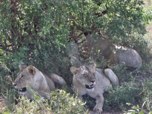 Mombasa Safari Packages: The Ultimate Guide to Kenya Mombasa Safari Packages: The Ultimate Guide to Kenya