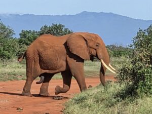 Tsavo East Safari from Mombasa: The Ultimate Wildlife Tsavo East Safari from Mombasa: The Ultimate Wildlife