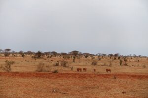 Tsavo East Safari from Mombasa: The Ultimate Wildlife Tsavo East Safari from Mombasa: The Ultimate Wildlife