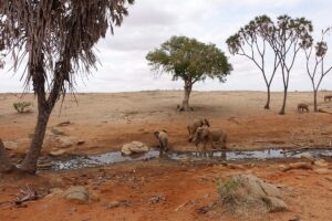 Custom Kenya Safari Itinerary: Design the Perfect Custom Kenya Safari Itinerary: Design the Perfect