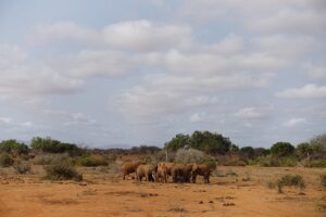 3 Day Tsavo Safari from Mombasa: The Ultimate Kenya 3 Day Tsavo Safari from Mombasa: The Ultimate Kenya