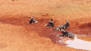 3 Day Tsavo Safari from Mombasa: The Ultimate Kenya 3 Day Tsavo Safari from Mombasa: The Ultimate Kenya