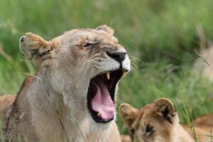 Safari and Beach Package Kenya: The Ultimate Bush and Beach