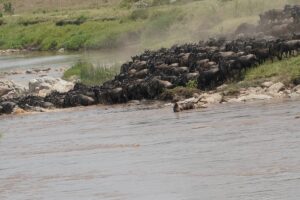 Great Migration Safari Package: The Ultimate Guide Great Migration Safari Package: The Ultimate Guide