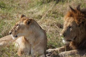 Best Time for Serengeti Migration Safari: The Ultimate Guide Best Time for Serengeti Migration Safari: The Ultimate Guide