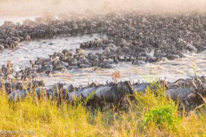 Great Migration Safari Package: The Ultimate Guide Great Migration Safari Package: The Ultimate Guide