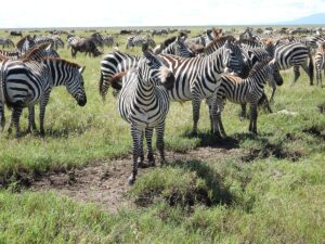 Best Time for Serengeti Migration Safari: The Ultimate Guide Best Time for Serengeti Migration Safari: The Ultimate Guide