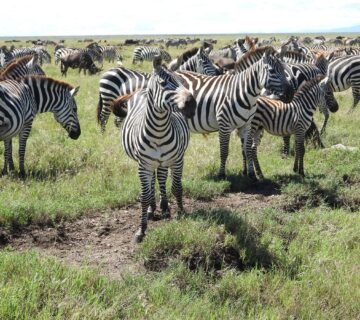 Best Safari Plus Beach Combo Africa: The Ultimate Luxury