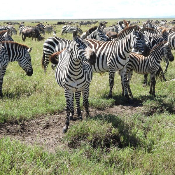 Kenya Wildlife Safari: Masai Mara & Kenya Game Best Safari Plus Beach Combo Africa: The Ultimate Luxury